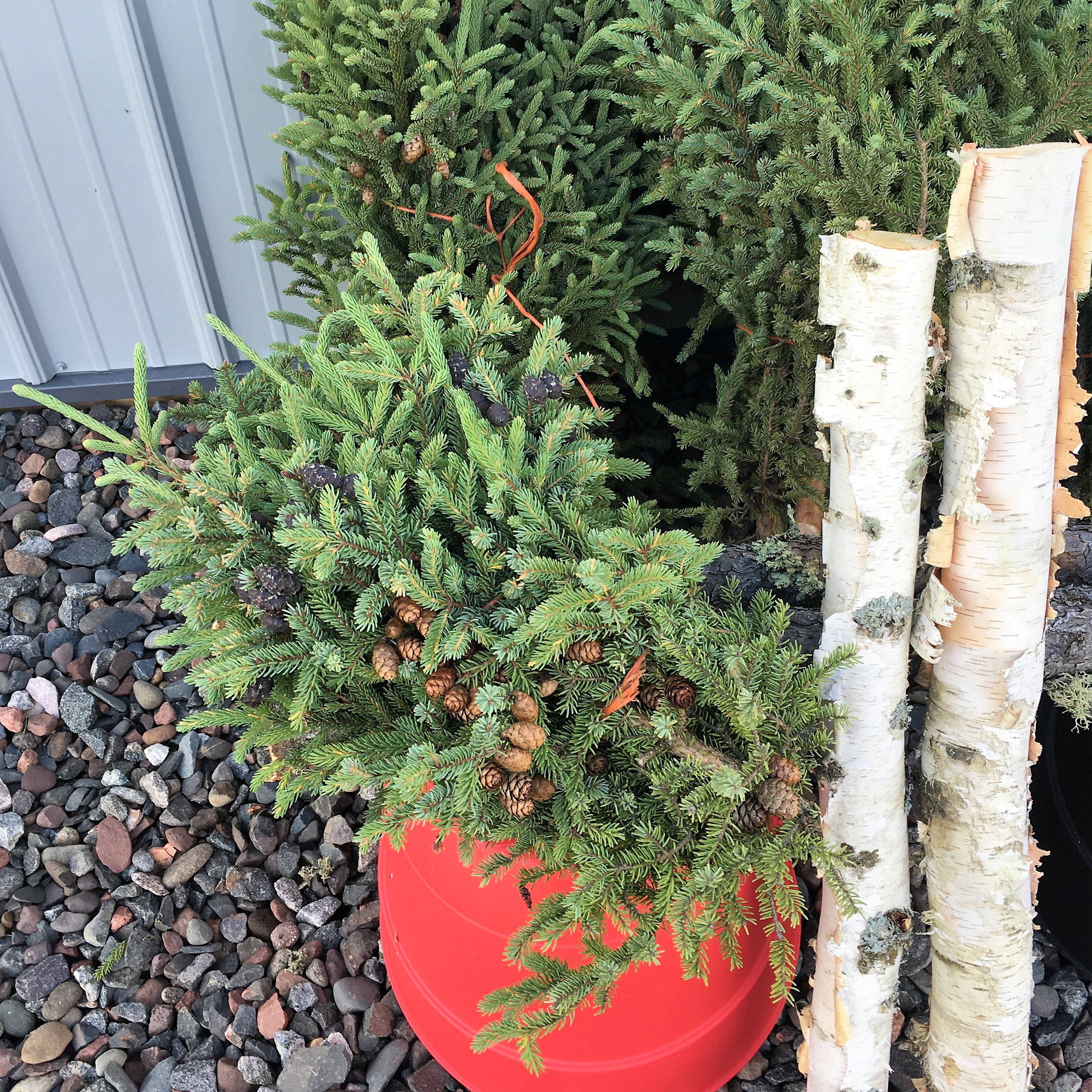 Spruce Tops Black Spruce Holdings, LLC FOREST PRODUCTS