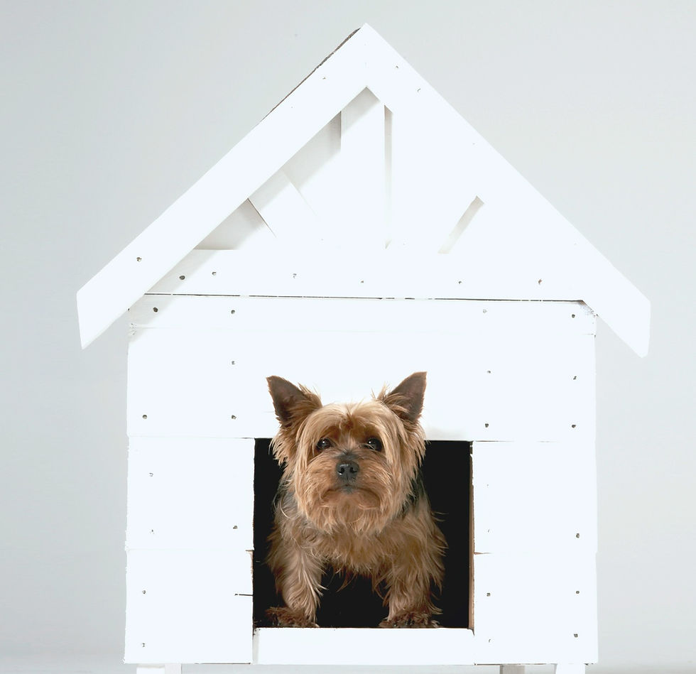A dog looking out of its all white dog house.