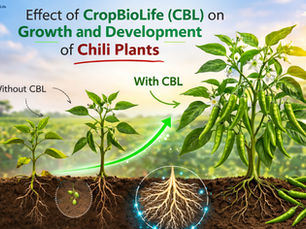 Effect of CropBioLife (CBL) on Growth and Development of Chili Plants