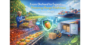 From Orchard to Export: Protecting Mango Freshness at Every Stage