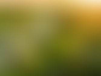 Enhancing Soybean Productivity Using Flavonoid (CropBioLife)