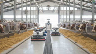 The Daily Hygiene Cycle: Building a Cleaner Cattle Shed for Healthier Herds. 