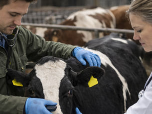 From Year Start to Year Strong: Building Disease-Resistant Farms in January