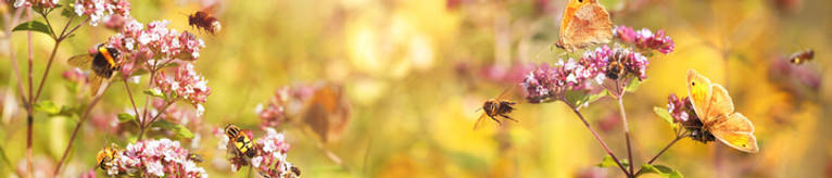 abeja miel sostenible.jpg