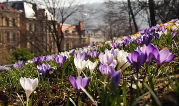 Flores y edificios.jpg