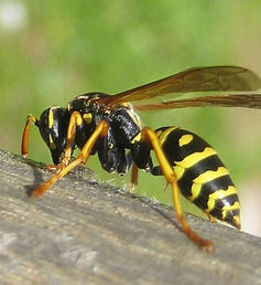 vespidae vespini.jpg