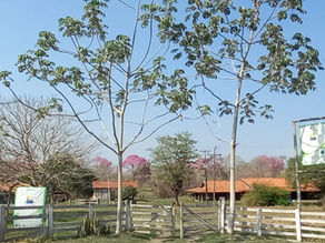 Criação da Reserva Particular do Patrimônio Natural - RPPN Ruth Paes Pires I: Um Passo Importante para a Conservação e Proteção do Pantanal