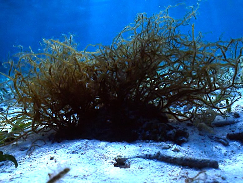 Thumbnail: FUCOIDAN TOOTH POWDER