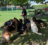 plusieurs chiens avec moi