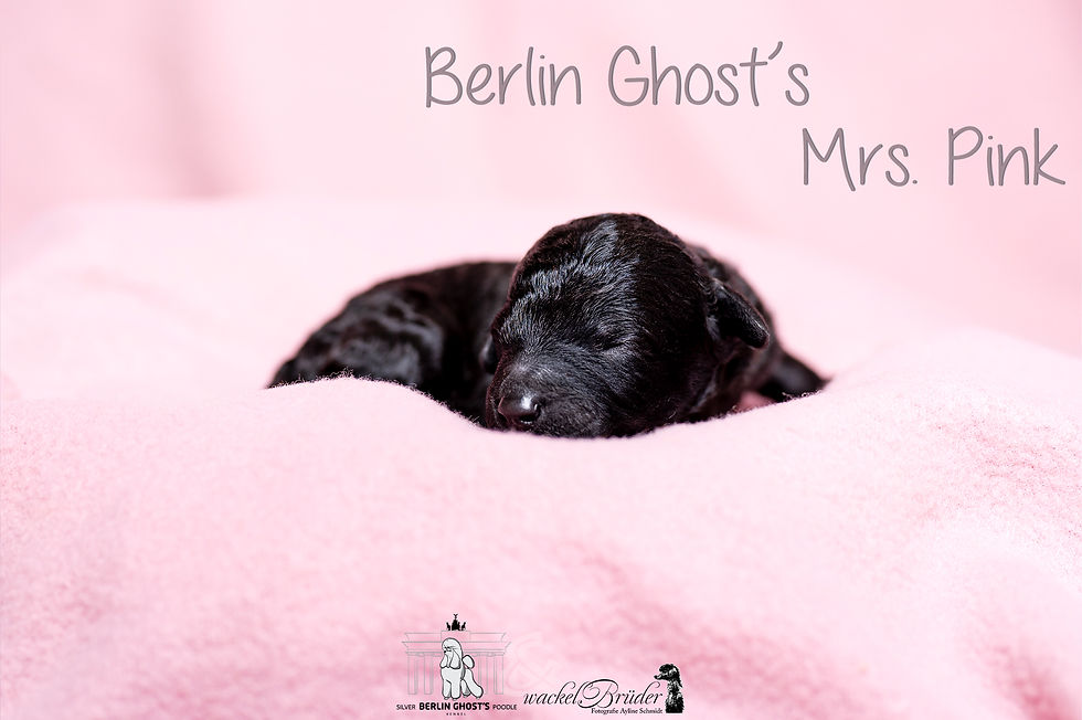 Berlin Ghost's