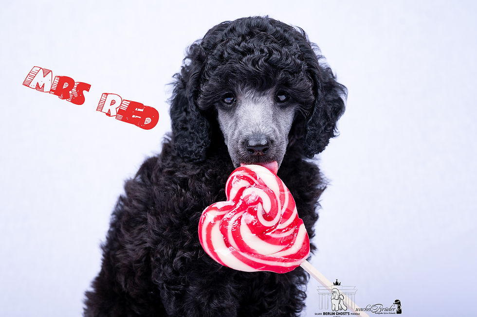 Berlin Ghost'srlinGhost_AylineS_7Wochen_Rot2_web