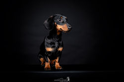 ackelBrueder (1631)_WEB