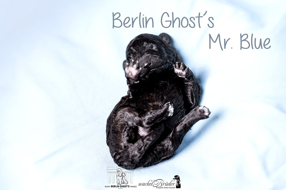 Berlin Ghost's