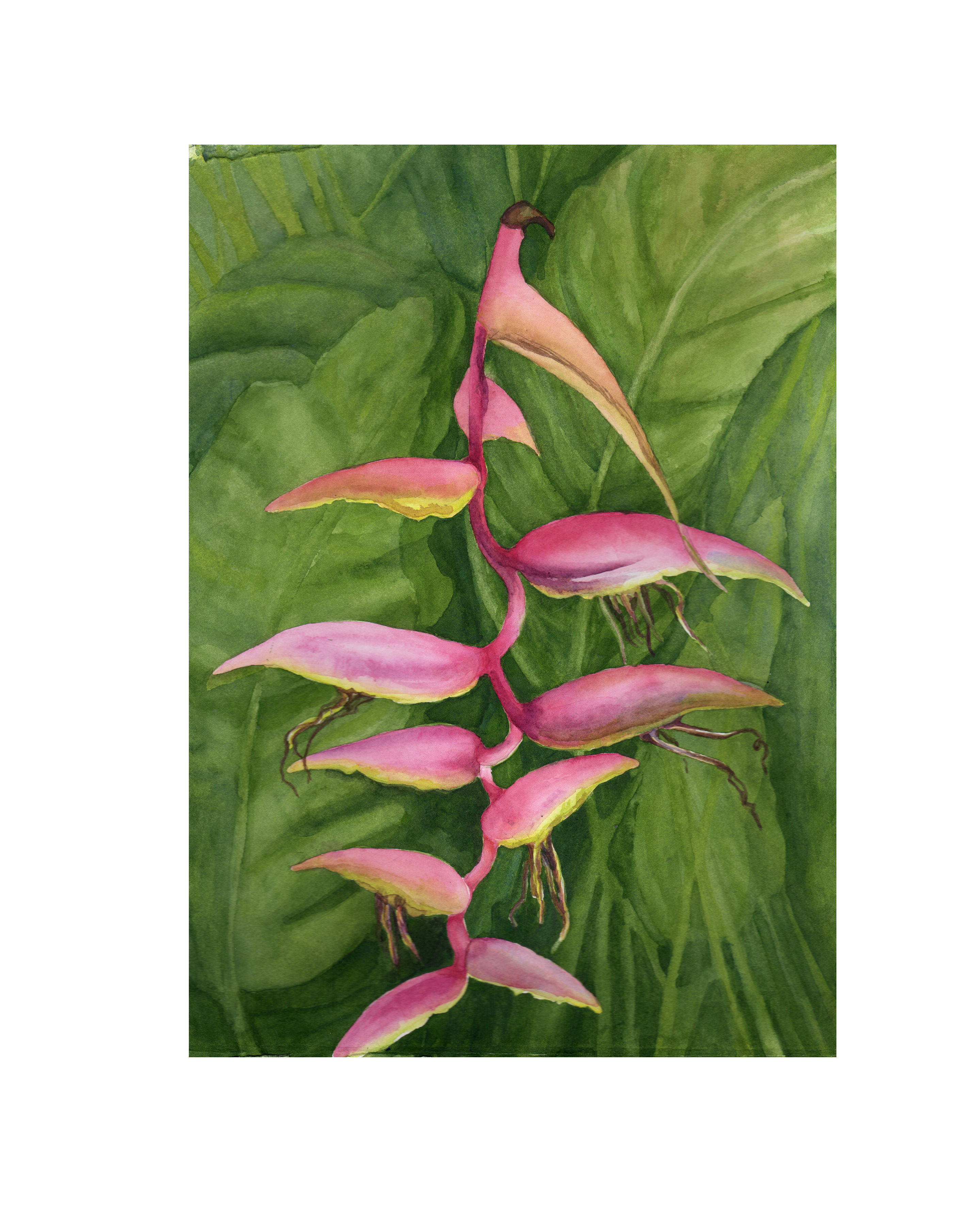 Pink tropical flowers by artist Gail M Austin