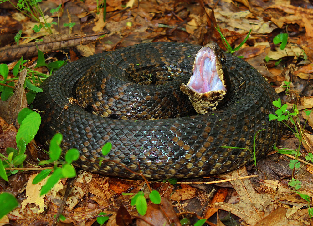 The 6 Venomous Snakes of Georgia