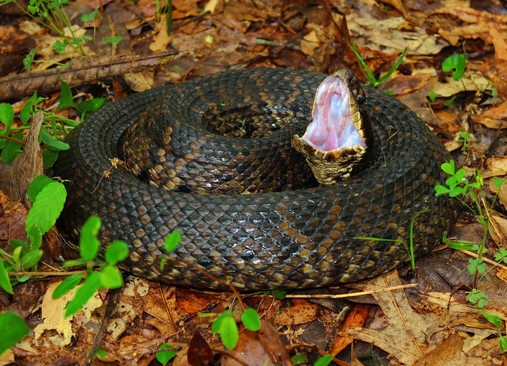 The 6 Venomous Snakes of