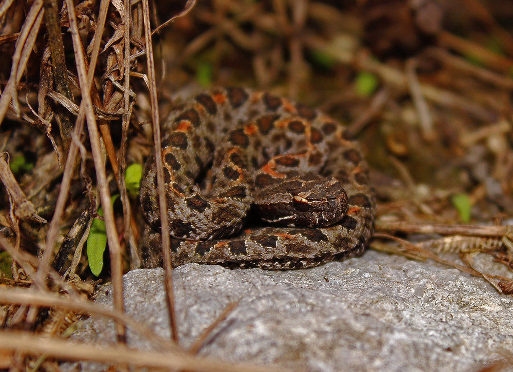 The 6 Venomous Snakes of Georgia