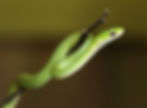 greensnake_edited.jpg