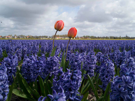 מהן אמונה, אהבה והומאופטיה