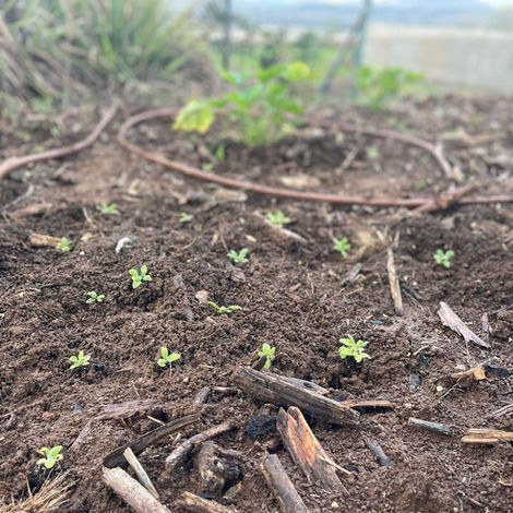 ייסורים של אהבה