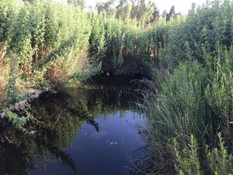 לבחור בחיים - להאיר את הפְּנִים - פרשת "ניצבים"