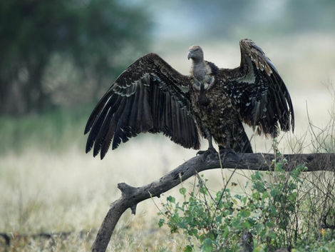 תניא פרק מ׳ - להצמיח כנפיים...