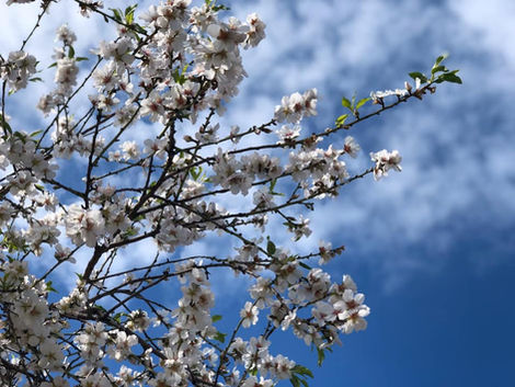 השקדיה וריחה, המנורה ואורה - פרשת "תרומה"