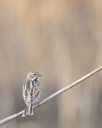 Rohrammer in der Schweiz, andregenpfeifer auf Helgoland, Naturfotografie Peter Zimmermann