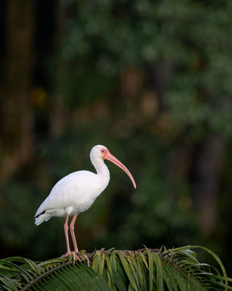 Schneesichler in Costa Rica, Naturfotografie Peter Zimmermann