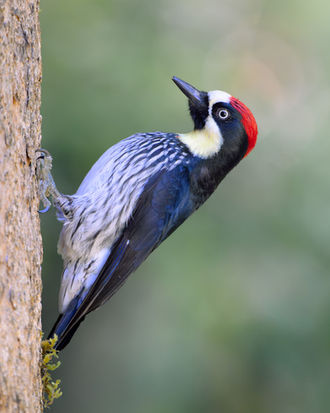 Eichelspecht in Costa Rica, Naturfotografie Peter Zimmermann