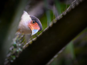 Schopfkarakara in Costa Rica, Naturfotografie von Peter Zimmermann