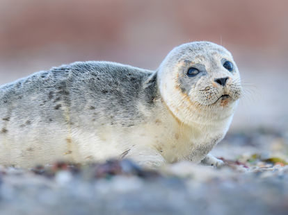 Seehund auf Helgoland, Naturfotografie von Peter Zimmermann