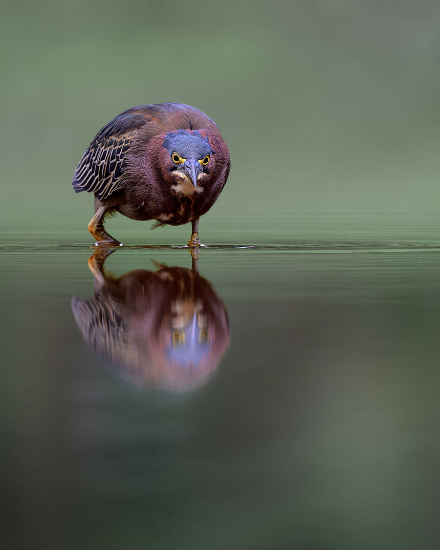Grünreiher - Costa Rica-2.jpg