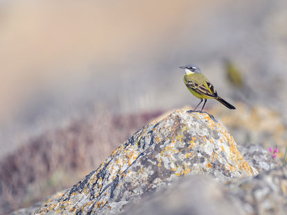 Schafstelze in der Schweiz, Naturfotografie Peter Zimmermann