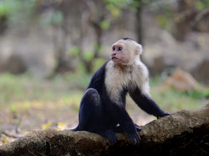 Kapuzineraffe in Costa Rica, Naturfotografie Peter Zimmermann