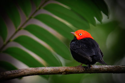 Gelbhosenpipra in Costa Rica, Naturfotografie Peter Zimmermann
