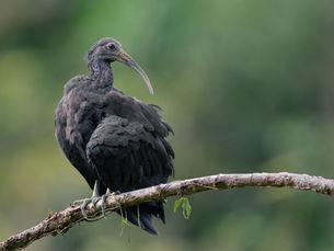 Grünibis in Costa Rica, Naturfotografie von Peter Zimmermann