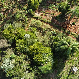 regenerando bosques1.jpg