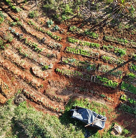 Camas de cultivo madre selva.jpg