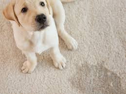 Pet Stain treatment by Alaska Carpet Cleaning Fairbanks Ak