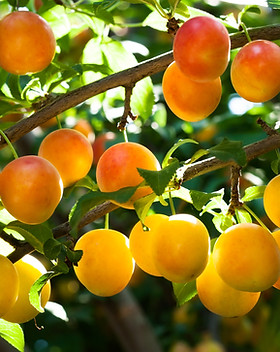 plum tree branch closeup outdoors.jpg