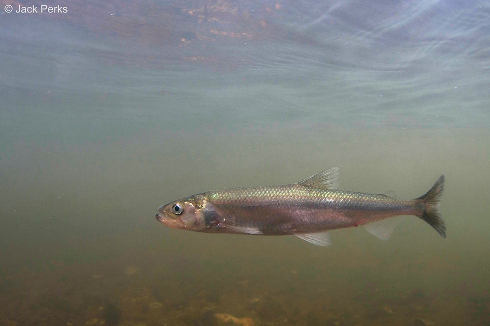 Smelt 4