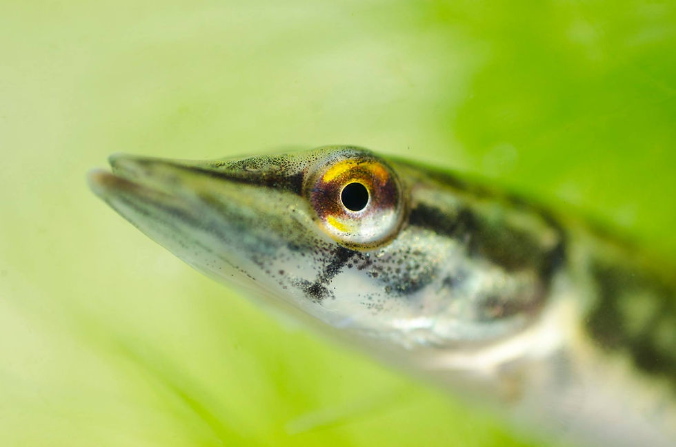 pike 5