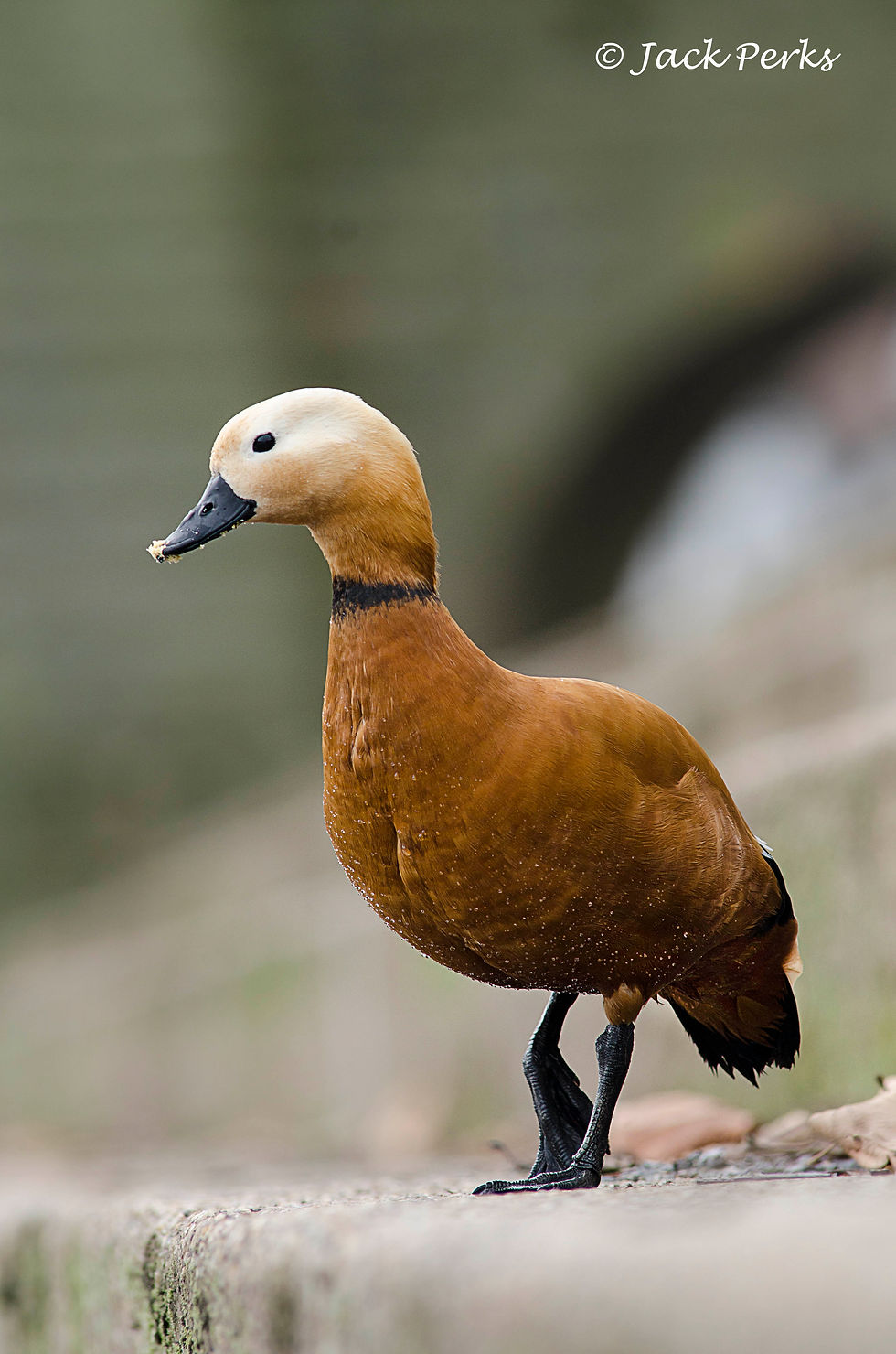Ruddy Shelduck
