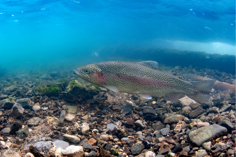 rainbow trout