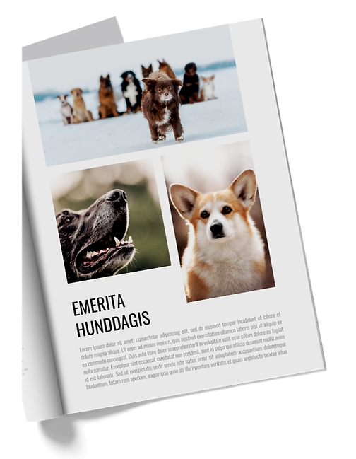 Magazine1.png