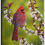 Thumbnail: Cardinal on a sand cherry bush - 12"x9" Print