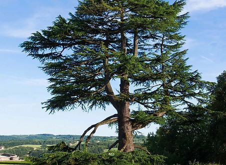 Cedar pic.jpg