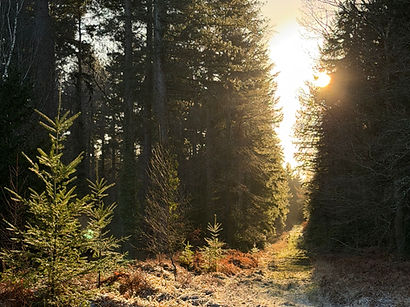 Sunset in the forest
