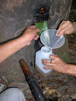 copaiba1